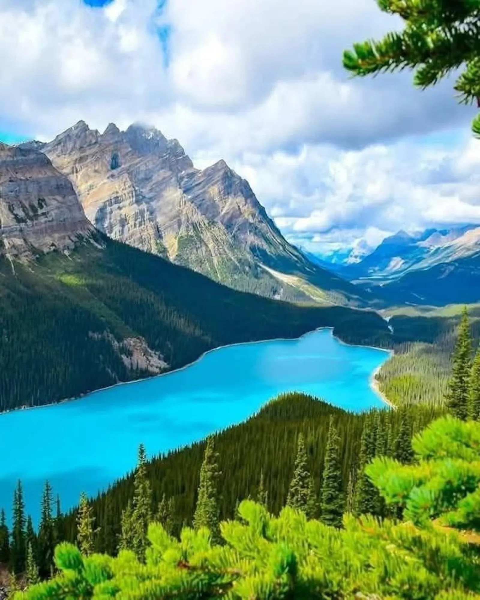 Peyto Lake below the Mistaya Valley, seen through spruce from the viewpoint