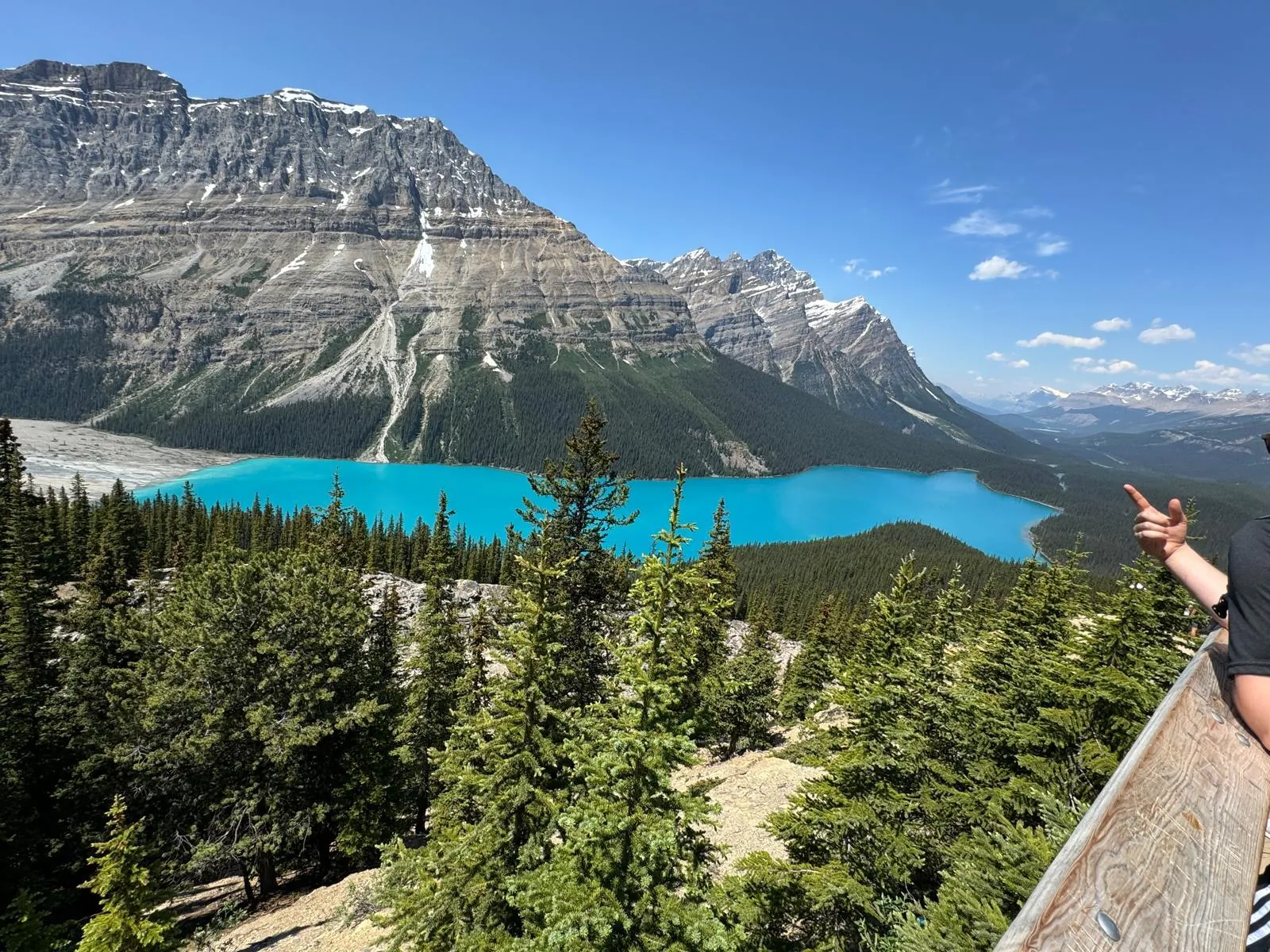 Peyto Lake seen from the viewpoint trail, its turquoise water framed by spruce and mountains